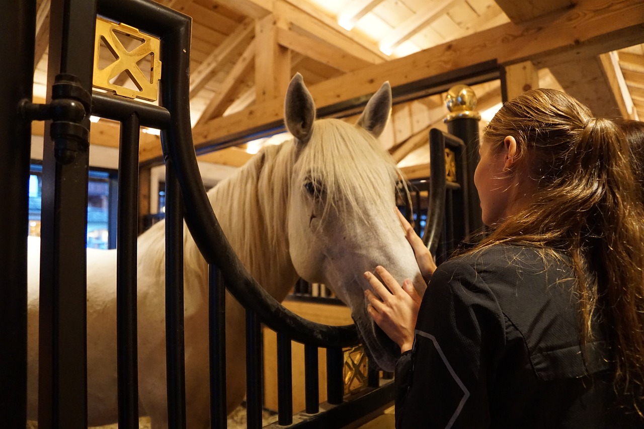 horse, lipizzaner, stud-2902867.jpg